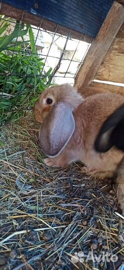 Калифорнийские кролики