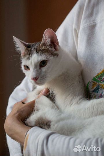 Котик Жужик в добрые руки