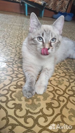 Отдам в добрые руки котенка девочку