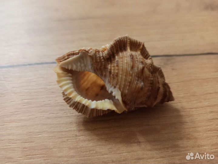 Морская раковина