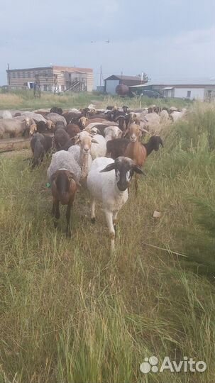 Овцы бараны