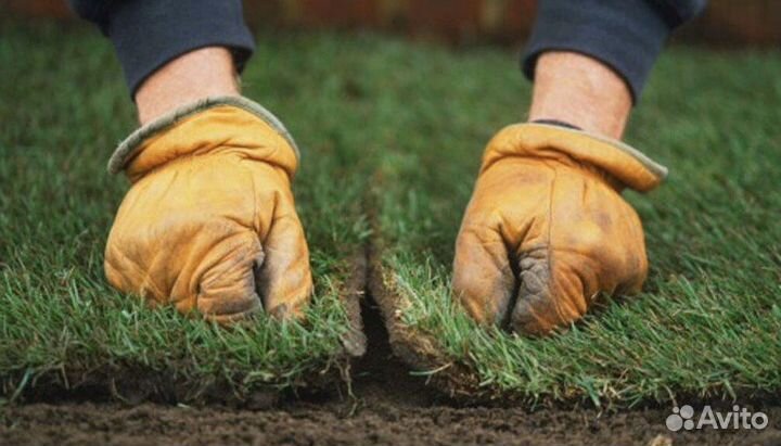 Рулонный газон 100 приживаемость