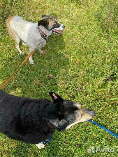 Дружелюбные собачки