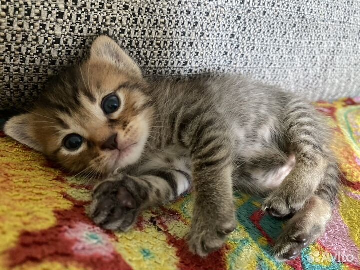 Котята в дар