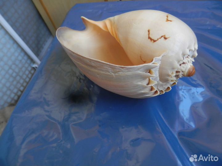 Морская ракушка
