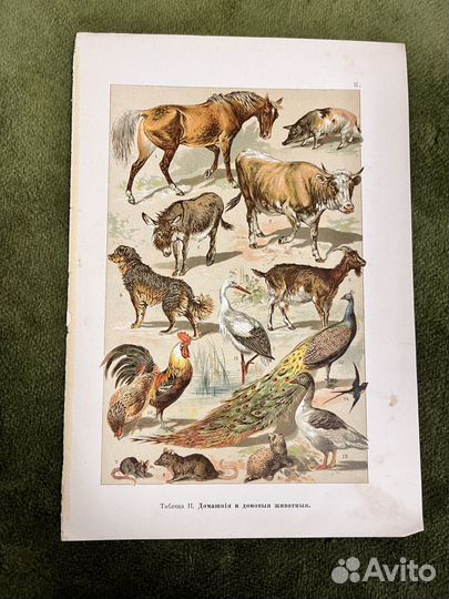 Хромолитографии 1904 год