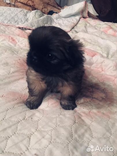 Щенки пекинеса