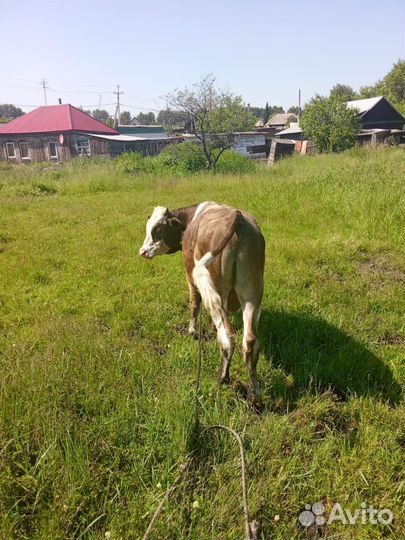 Продам быка