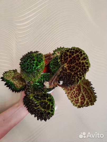 Бегония декоративно лиственная