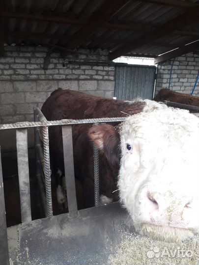 Бычки и быки