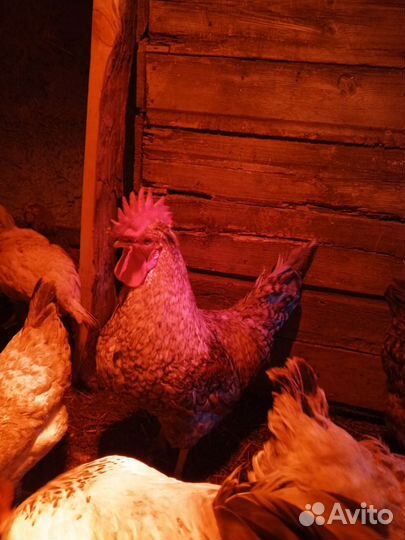 Куры и петухи Билефильдер, Маран