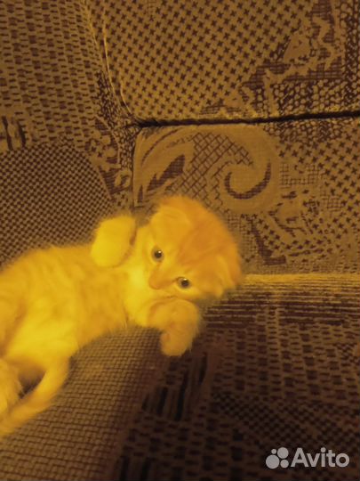 Котик бесплатно