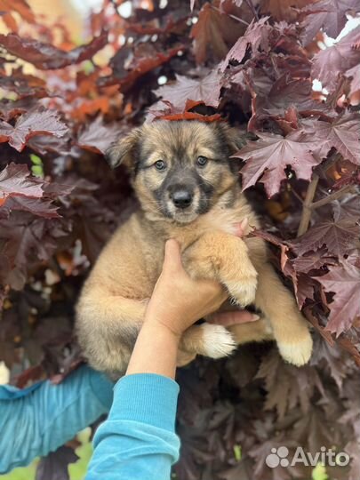 Щенок девочка 2 мес доставка бесплатно по области