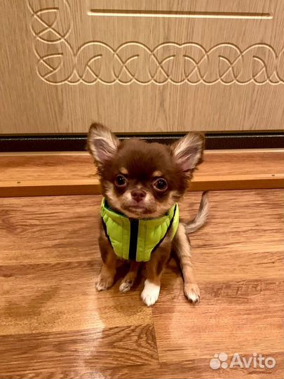 Жилетка для собачки