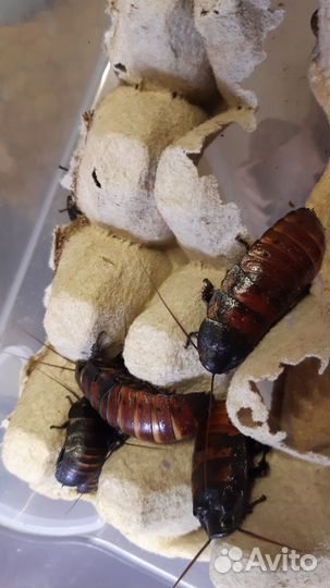 Кормовые насекомые