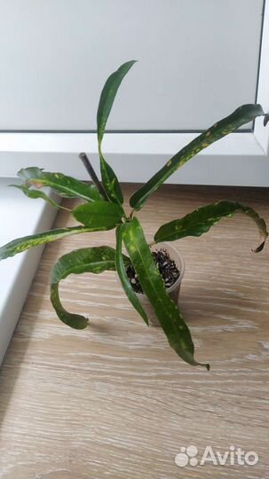 Кодиеумы, кротоны сортовые,домашние-1,в личке-2