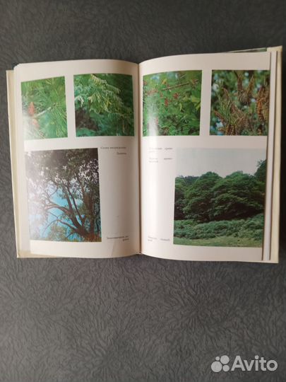 Пицунда-Мюссерский заповедник, 1987