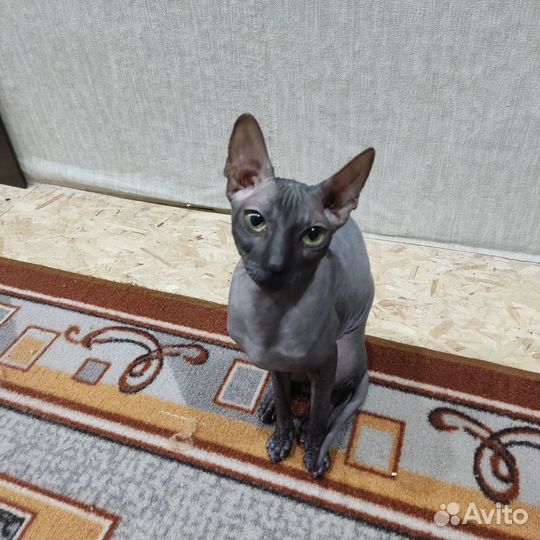 Донской сфинкс вязка ищем кота