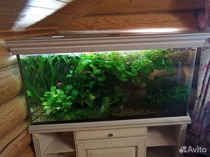 Обслуживание, дизайн аквариумов в Кирове и области