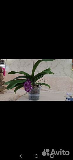 Орхидея Ванда