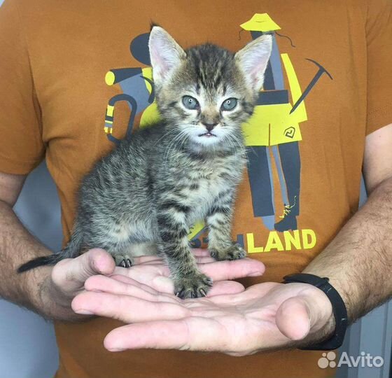 Котенок в добрые ручки