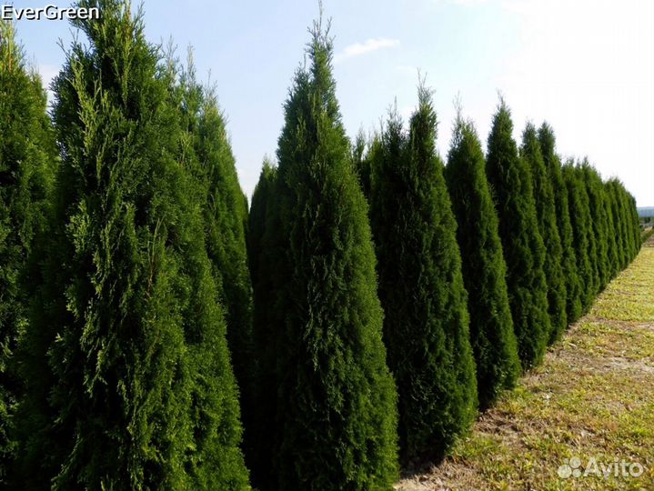 Туи колумна