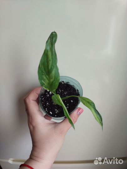 Спатифиллум вариегатный