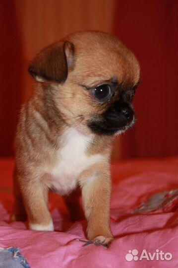 Щенки чихуа мини и стандарт