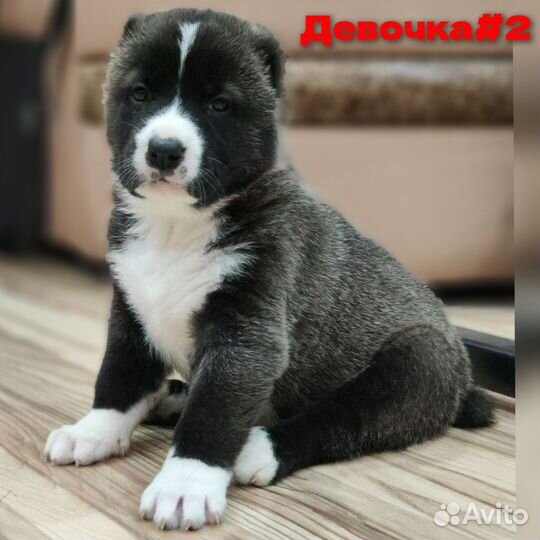 Продажа щенки сао алабай