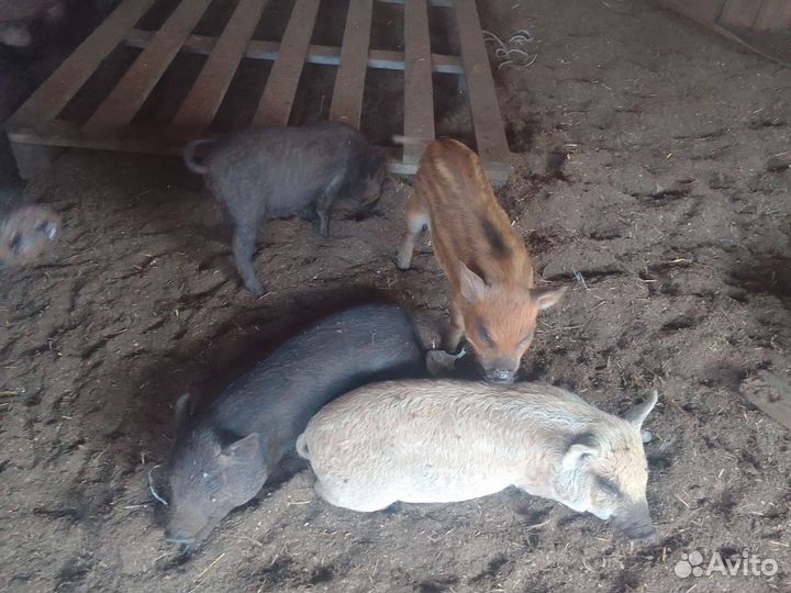 Поросята кармалы
