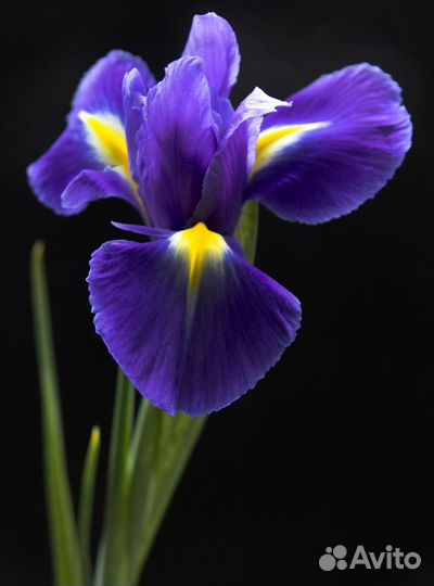Ирисы