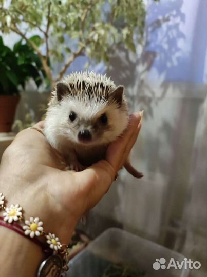 Африканский ежик