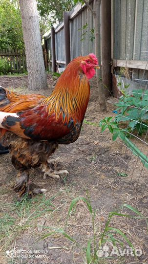 Петухи Брама