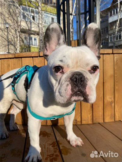 Французский бульдог