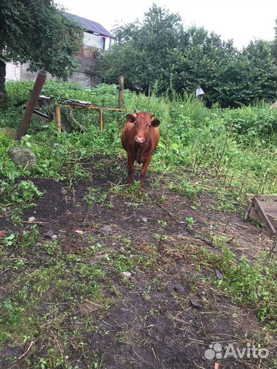 Продается телка