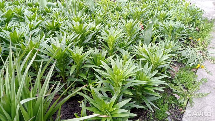 Сортовые лилии