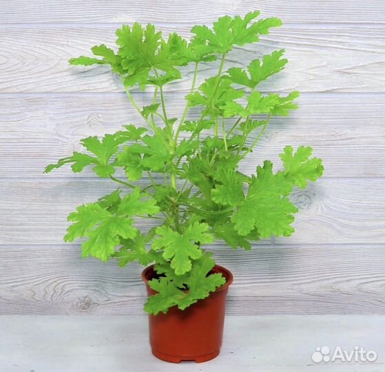 Пеларгония герань душистая лимонная