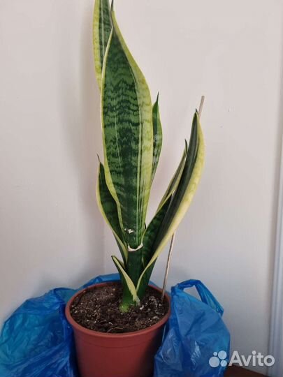 Сансевиерия