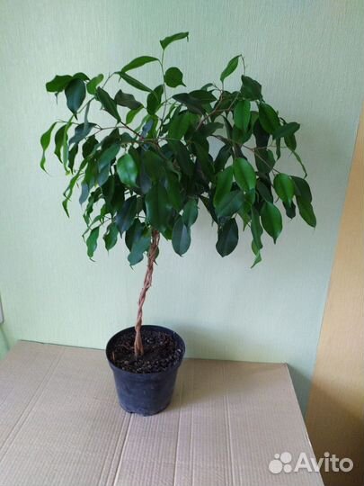 Фикус бенджамина