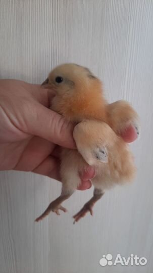 Яйцо, цыплята от несушки с цветным яйцом