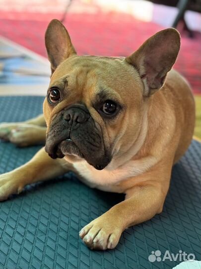 Кабель вязка (развязан )