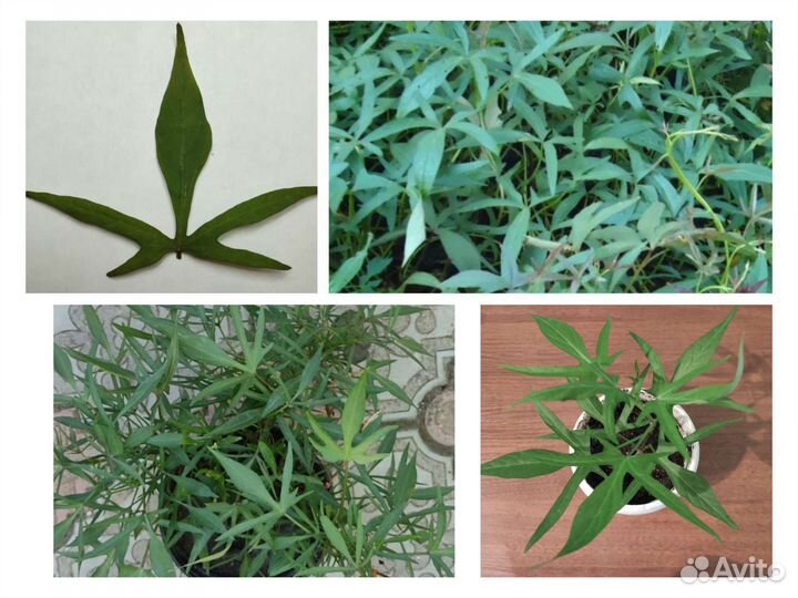 Ипомея батат ампельная