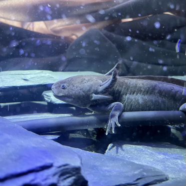 Аксолотль,аквариум с фильтром и чиллером