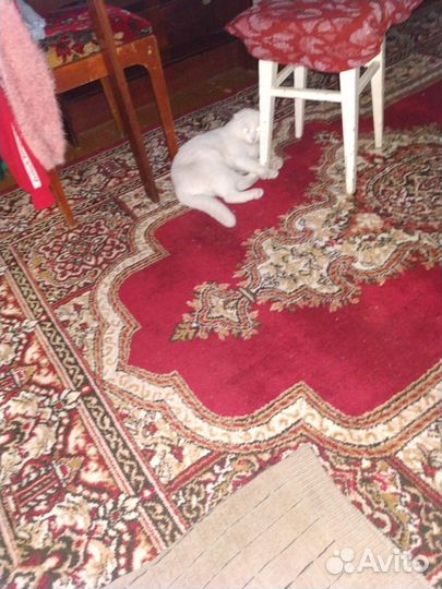 Кот в добрые руки