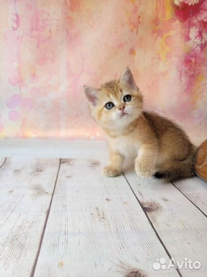 Британская шиншилла