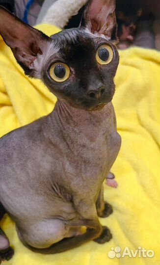 Канадский сфинкс кошка