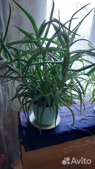 Комнатные растения алоэ