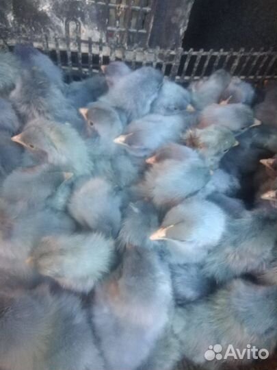 Цыпленок доминант