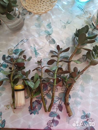 Отростки алое, толстянки (денежного дерева)