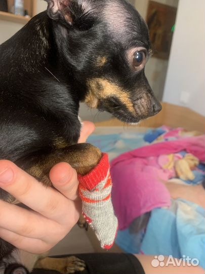 Носки для собак